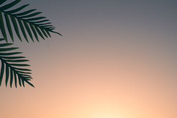 Fototapeta na wymiar beautiful palm leaf on the sunset sky. Miami. Tropical leaf. Background with leaf. Summer vibe. Wallpaper for computer. Background for travel agency.