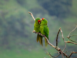 loros © erikatatiana