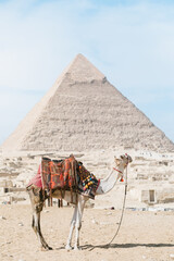 dromedary standing in front of a pyramid. Egypt, Cairo - Giza