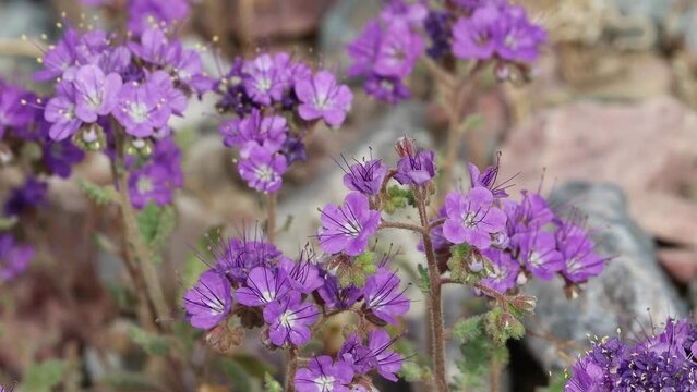 Purple flowering determinate helicoid cyme inflorescences of Phacelia Crenulata, Boraginaceae, native annual monoclinous herb in Death Valley, Northern Mojave Desert, Springtime.