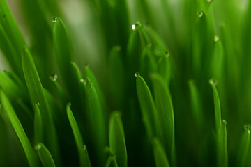Fototapeta na wymiar Green grass with dew drops on the tops of the blades of grass.