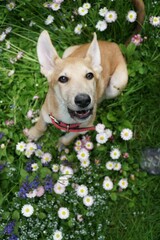 The puppy is red in flowers daisies and camomiles.
