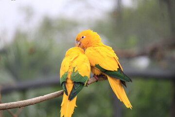 A pair of golden parakeets