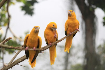 A group of golden parakeets