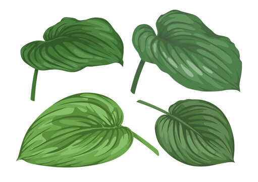 Vector large tropical leaves set with stem on white background. Hand drawn exotic plant. Different angles. Decorative illustration for summer composition design, banner layouts and trendy fabric print