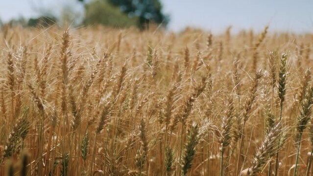 Zbliżenie na plony krajobrazu wiejskiego w porze letniej, pola kwitnące a wraz z nimi plony i drzewa w oddali na tle błękitnego nieba z niemalże bezchmurną pogodą