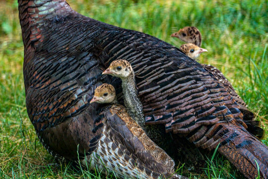 Wild baby birds pocking their heads out from under mother turkey's wing feathers