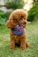 A brown poodle puppy sits in the yard on the grass in the summer in a cowboy hat and scarf. Cowboy poodle costume for Halloween.