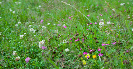 Wild meadow with native Europe flowers - wild carrot, common chicory, pink dianthus, pink clover and yarrow. - obrazy, fototapety, plakaty
