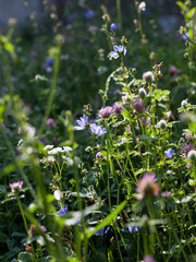 Wild meadow with native Europe flowers - wild carrot, common chicory, pink dianthus, pink clover and yarrow.