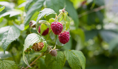 Red raspberry bush with fruit and flowers in wild food garden, with bees and other polinators.