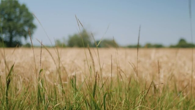 Zbliżenie na trawy krajobrazu wiejskiego w porze letniej, pola kwitnące a wraz z nimi plony i drzewa w oddali na tle błękitnego nieba z niemalże bezchmurną pogodą