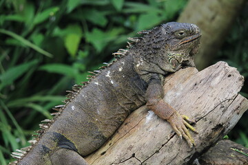 A iguana rest on tree branch