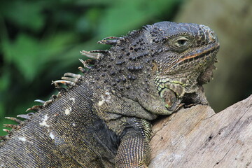 A iguana rest on tree branch