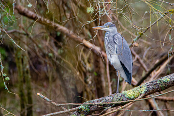 Ardea cinerea