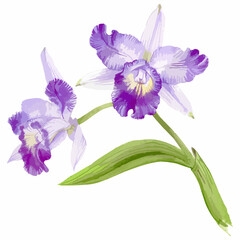 Hand drawn watercolor vector of orchid cattleya flower. - obrazy, fototapety, plakaty