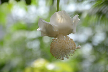アフリカバオバブの花
