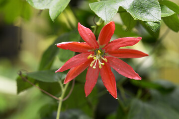 パッシフロラ・オークランディア