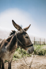 Obraz premium Portrait of curious dark brown donkey on the blurry background of a meadow and greenhouse outdoors. Cute funny animal outdoors at the eco countryside farm on sunny day. Beautiful pet. Peaceful picture