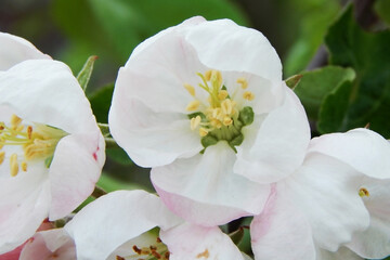 Beautiful flower of an apple tree, white-pink color against a background of green leaves, close-up