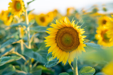 A beautiful field of sunflowers against the sky in the evening light of a summer sunset. Sunbeams through the flower field. Natural background. Copy space.