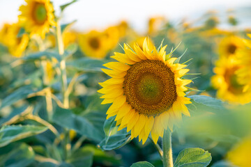 Fototapeta premium A beautiful field of sunflowers against the sky in the evening light of a summer sunset. Sunbeams through the flower field. Natural background. Copy space.