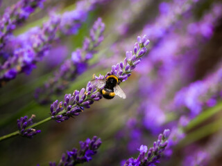 Bourdon noir et jaune butinant la lavande sur un fond de violet et de vert créé par la lavande. 