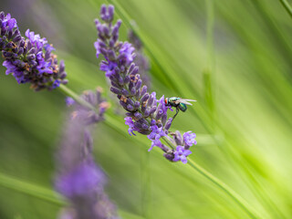Mouche verte en train de butiner la lavande sur un fond de violet et de vert 