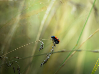 Insecte rouge et noir de l'esp&egrave;ce clytra pris en macro photographie sur un un brin d'herbe au milieu d'un champs. 