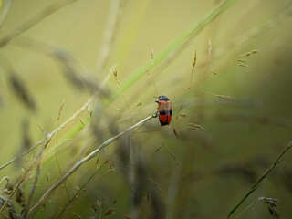 Insecte rouge et noir de l'esp&egrave;ce clytra pris en macro photographie sur un un brin d'herbe au milieu d'un champs. 