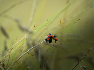 Insecte rouge et noir de l'esp&egrave;ce clytra pris en macro photographie sur un un brin d'herbe au milieu d'un champs. 