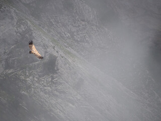 Vautour planant au dessus des montagnes d'Annecy, dans un nuage d'altitude.