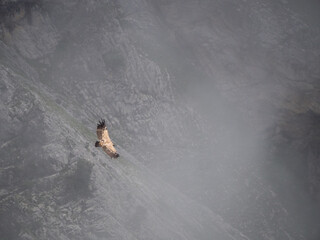 Vautour planant au dessus des montagnes d'Annecy, dans un nuage d'altitude.