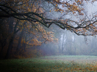 Viel arbre montrant ses feuilles orang&eacute;s par l'automne au dessus d'un champs dans un d&eacute;cors brumeux. 