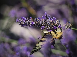 Papillon flamb&eacute; percher sur une tige de lavande butinant son d&eacute;licieux pollen sur un fond de lavande. 
