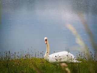 Cygne dans l'herbe, au bord de l'eau fixant la cam&eacute;ra de ses deux yeux. 