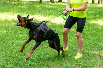 Angry Doberman with the mistress, in training with a cynologist.