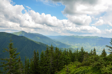 Beautiful mountain panorama with fir trees on green mountains, pasture valley under blue sky with cloud. Carpathian Mountains, Ukraine