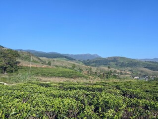 Fototapeta na wymiar Tea plants with sky 