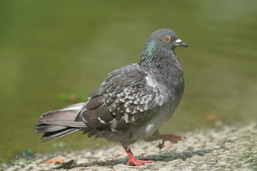 rock dove in a forest