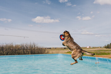  dog in mid air ready to catch a toy while dock diving into a pool - obrazy, fototapety, plakaty