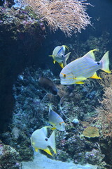 Under Water View of the Ocean, Coral Reef and Fishes