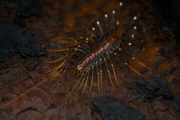 Macro portrait of a colourful Scutigera species or long-legged centipede from Goa during monsoons...