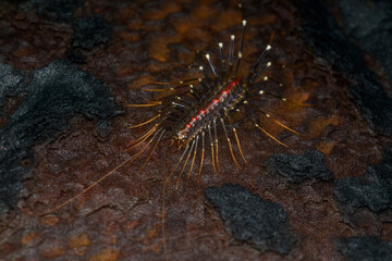Close-up portrait of a long-legged centipede(scutigera sp.) from Tambdi Surla, Goa, India - obrazy, fototapety, plakaty