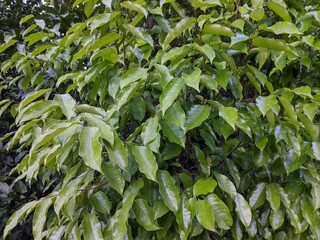 Fototapeta premium Gaharu Plants (Aquilaria malaccensis) in the morning