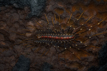 Macro top profile of a colourful long-legged centipede(scutigera species) from Tambdi Surla, Goa - obrazy, fototapety, plakaty