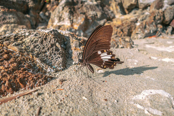 Butterfly standing in the ground of a beach landscape in a macro photography.jpg