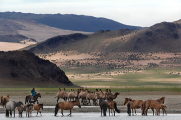 camels and horses, herdsman and his animals
