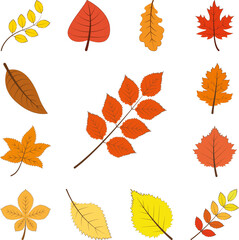 Naklejka premium autumn orange color leaf icon in a collection with other items