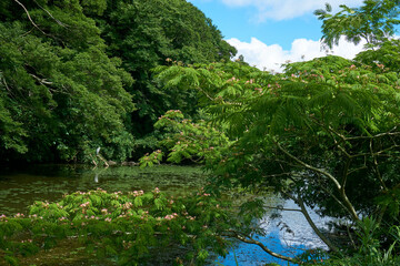 合歓の木咲くお濠　佐倉城址公園